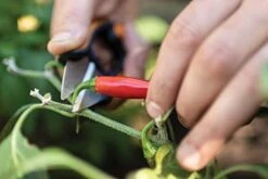 Fiskars 1063326 Herb Scissors, Black/Orange 9 Fiskars 1063326 Herb Scissors, Black/Orange -Peugeot Shop 41CpJfLAkfL