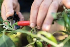 Fiskars 1063326 Herb Scissors, Black/Orange 10 Fiskars 1063326 Herb Scissors, Black/Orange -Peugeot Shop 41Vh0i1eagL