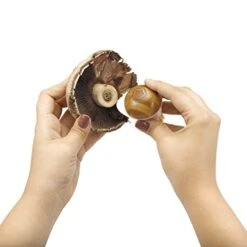 NGuy, 2 In 1 Mushroom Cleaning Brush, Green -Peugeot Shop 41oBK1M1VsL