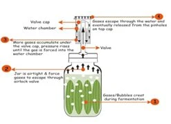 Jillmo Fermentation Kit, Stainless Steel Fermenting Kit For Wide Mouth Mason Jars (Jars Not Included) 11 Jillmo Fermentation Kit, Stainless Steel Fermenting Kit For Wide Mouth Mason Jars (Jars Not Included) -Peugeot Shop 41raz6QAGOL