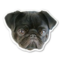 (Black) Pug Magnet By Magnet America Is 4 7/8" X 4 3/4" Made For Vehicles And Refrigerators