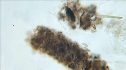 Nano | Water Filter Pitchers For Drinking Water | 10 Cup | 150 Gallon Filter | Gravity Water Filter | Removes Virus, Bacteria, Chlorine | Water Purifier (Navy Blue) -Peugeot Shop 51XakEngcwL