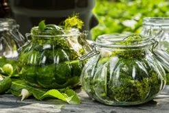 Sauerkraut Crock And Pounder 1.3 Gallon With Weihts And Lid - 5 Liter Fermentation Crock For Pickling Healthy Kimchi Sauerkraut Pickles Fermented Vegetables - Stoneware Ceramic Fermenting Crock Pot 7 Sauerkraut Crock And Pounder 1.3 Gallon With Weihts And Lid - 5 Liter Fermentation Crock For Pickling Healthy Kimchi Sauerkraut Pickles Fermented Vegetables - Stoneware Ceramic Fermenting Crock Pot -Peugeot Shop 51okeFu2nAL