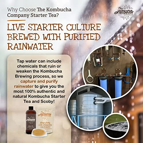 Large Kombucha Scoby & 16oz Bottle Of Starter Tea L Makes One Gallon | Brew Organic Kombucha From Home | Made From Purified Rainwater 4 Large Kombucha Scoby & 16oz Bottle Of Starter Tea L Makes One Gallon | Brew Organic Kombucha From Home | Made From Purified Rainwater - Image 4
