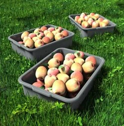 5-Pack Commercial Bus Tubs Box/Tote Box, Plastic Storage With Handles, Wash Basin Tub 8 Liter (Gray) -Peugeot Shop 61S0UR7YgAL